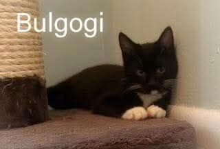 Bulgogi 3