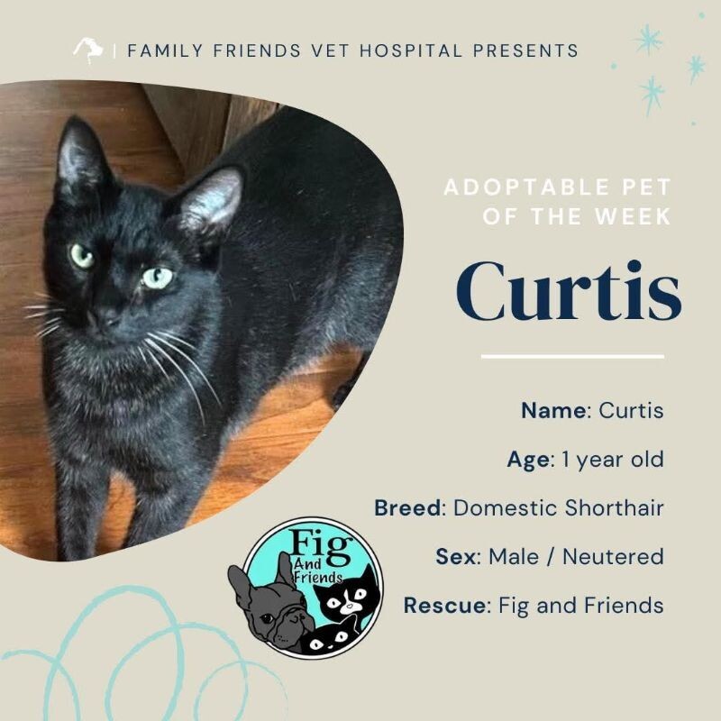 Curtis