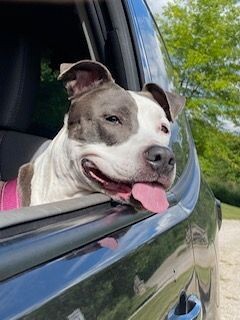 Gemma
