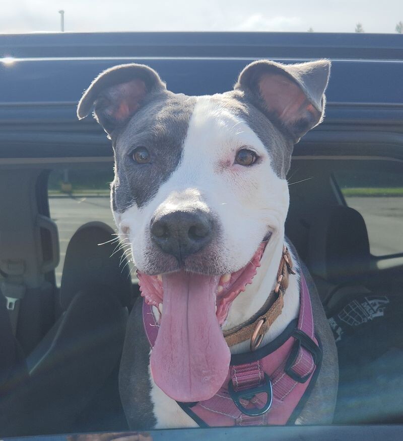 Gemma