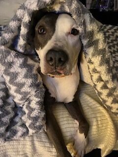 Gemma