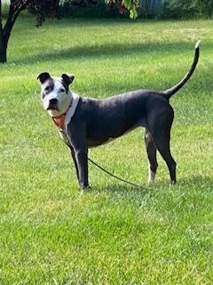 Gemma