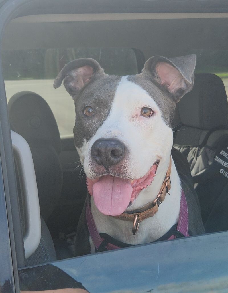 Gemma