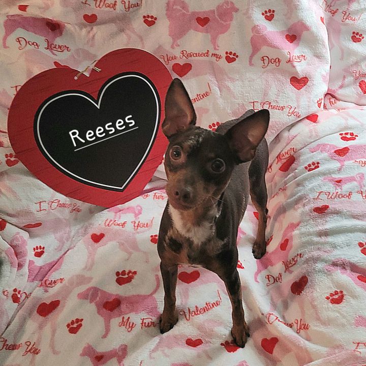 Reeses 2