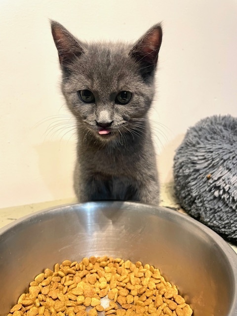 Mira, an adoptable Chartreux in Long Beach, MS, 39560 | Photo Image 5