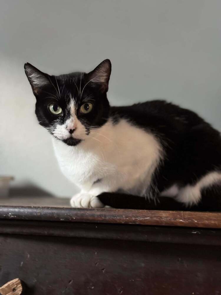 Heidi, an adoptable Domestic Short Hair in Scott, LA, 70583 | Photo Image 1