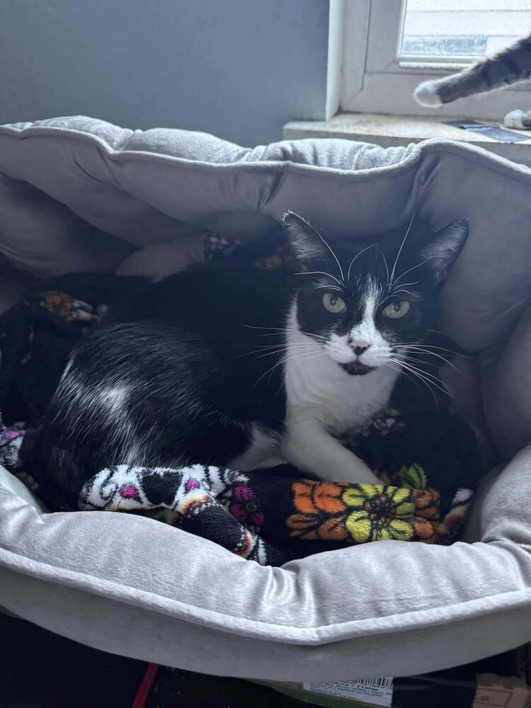 Heidi, an adoptable Domestic Short Hair in Scott, LA, 70583 | Photo Image 2