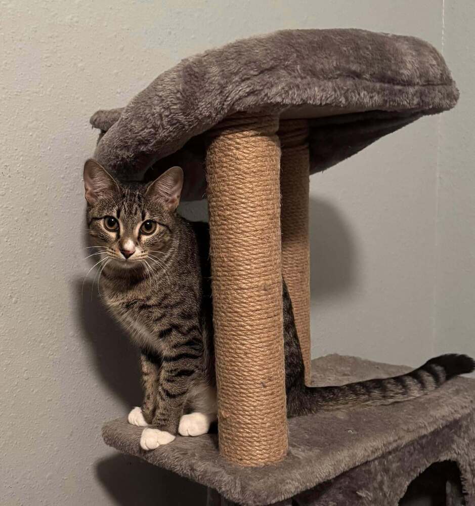walnut, an adoptable Domestic Short Hair, Tabby in Scott, LA, 70583 | Photo Image 2