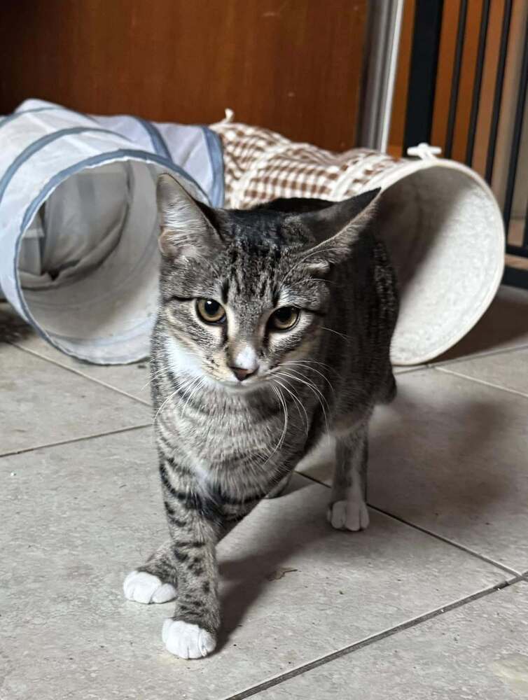 walnut, an adoptable Domestic Short Hair, Tabby in Scott, LA, 70583 | Photo Image 2