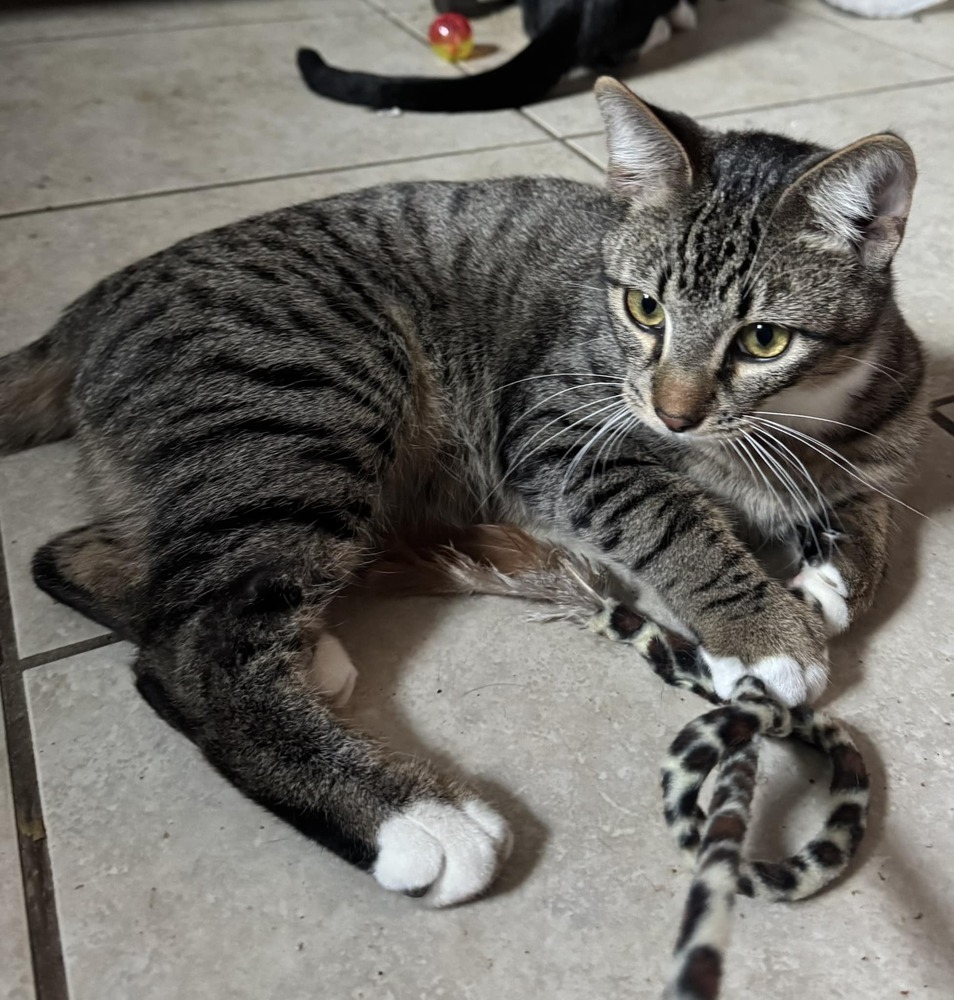Peanut, an adoptable Domestic Short Hair, Tabby in Scott, LA, 70583 | Photo Image 1