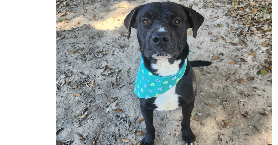 Azorro, an adoptable Pit Bull Terrier, Labrador Retriever in Halifax, NS, B3J 3A5 | Photo Image 2