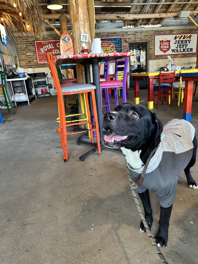 Azorro, an adoptable Pit Bull Terrier, Labrador Retriever in Halifax, NS, B3J 3A5 | Photo Image 2