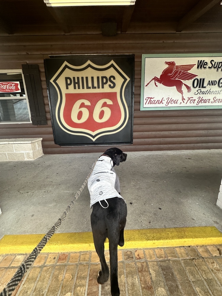 Azorro, an adoptable Pit Bull Terrier, Labrador Retriever in Halifax, NS, B3J 3A5 | Photo Image 3