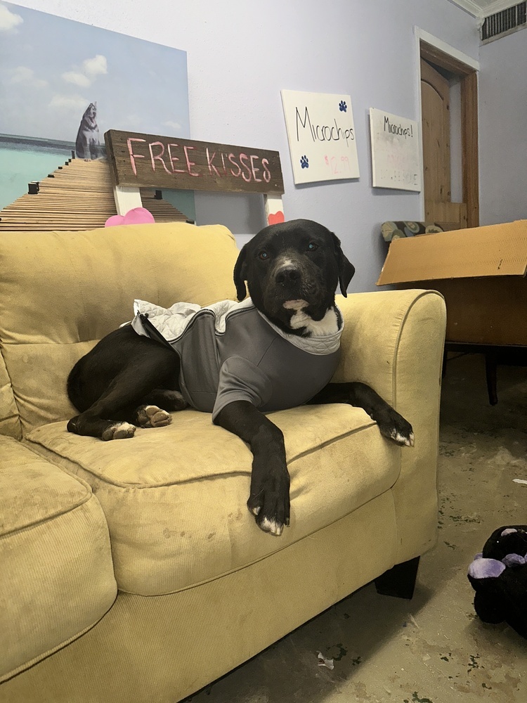 Azorro, an adoptable Pit Bull Terrier, Labrador Retriever in Halifax, NS, B3J 3A5 | Photo Image 5