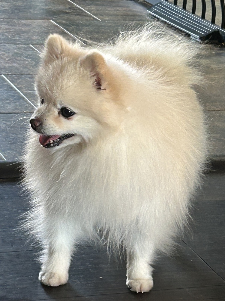 Pomeranian - Dusty