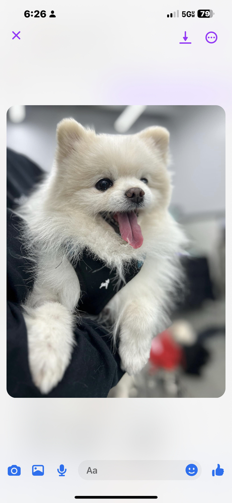 Pomeranian - Dusty