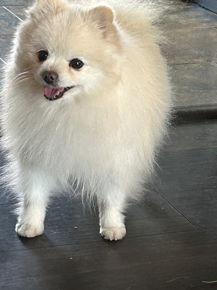 Pomeranian - Dusty