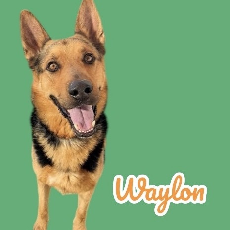 Waylon 1