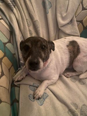 Whiskey*, Adult Male Jack Russell Terrier