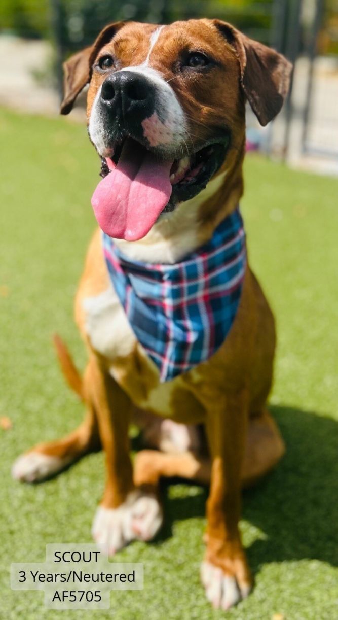 Scout