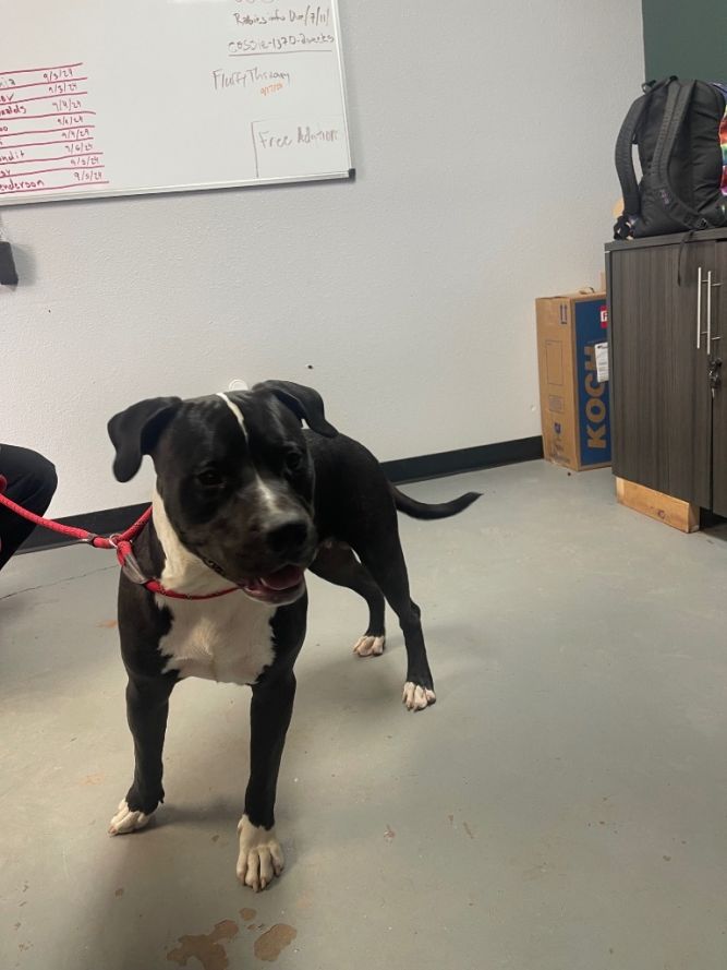 Rocky AKA ACE
