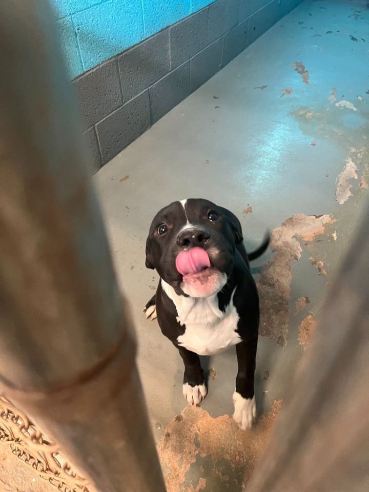 Rocky AKA ACE 2
