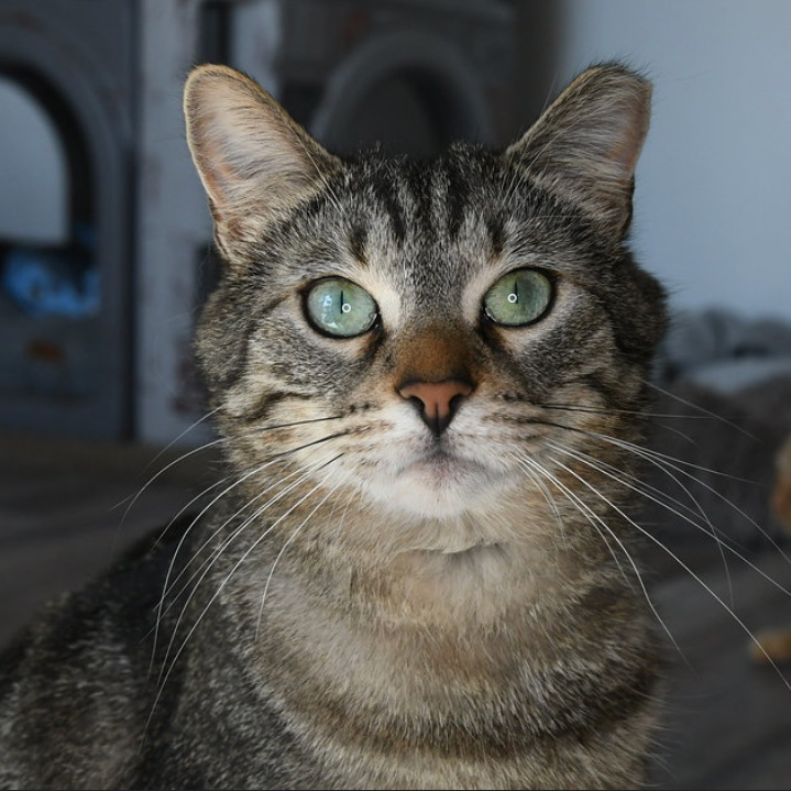 Tigger