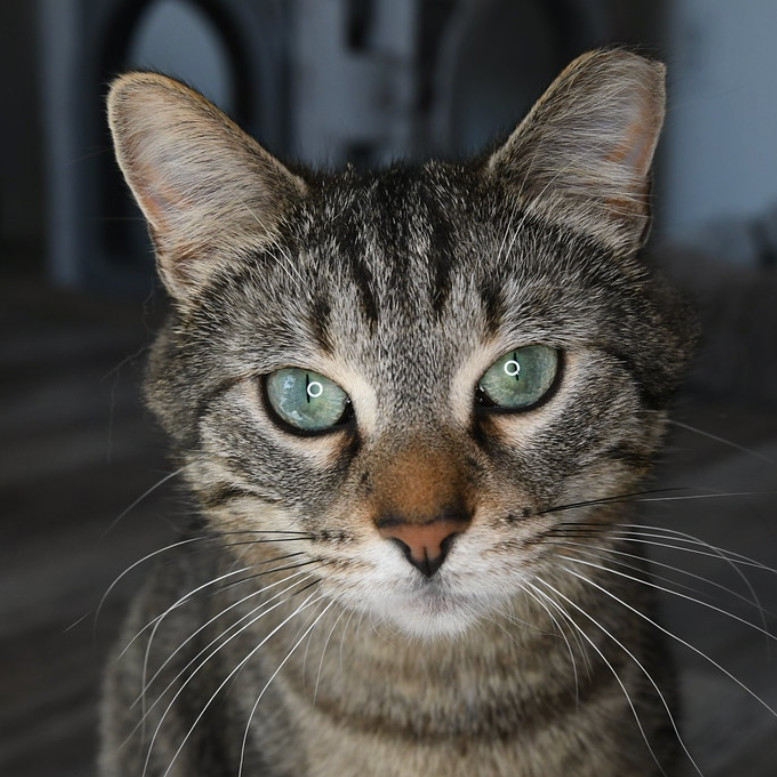 Tigger