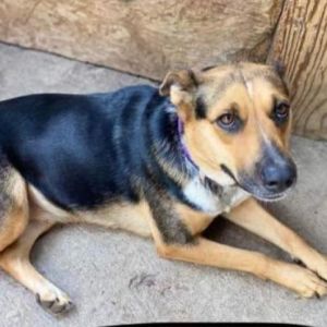 Brandy, Adult Female unknown