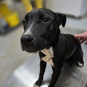 Rebekah 25-0032, Young Female Pit Bull Terrier