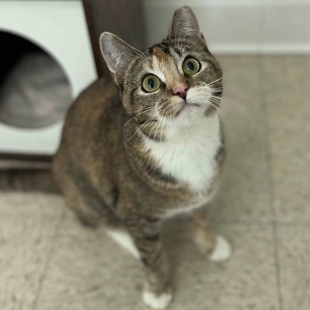 Bitsie