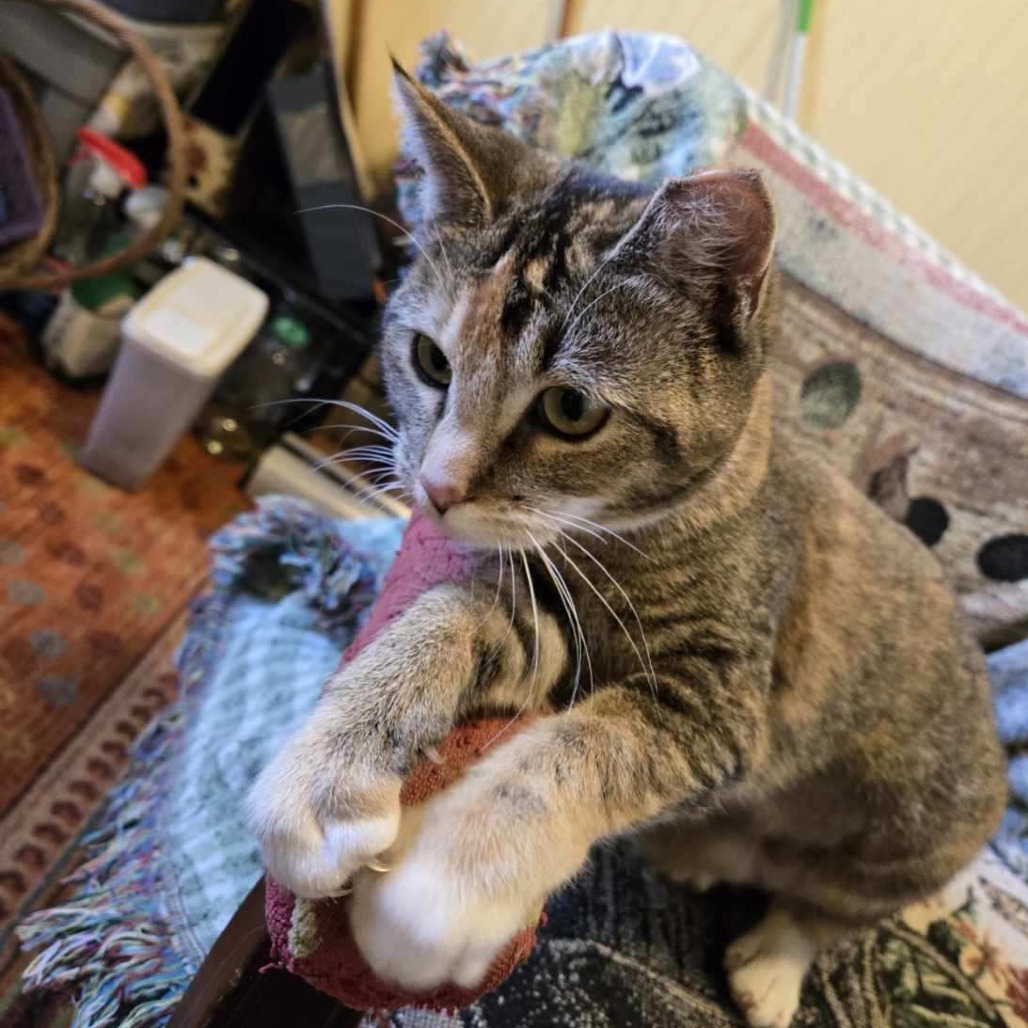 Bitsie