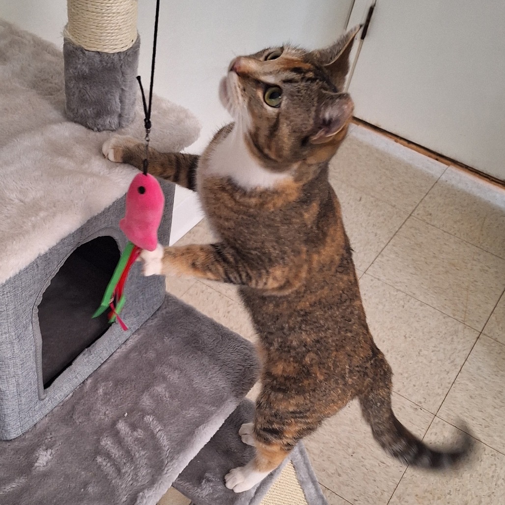 Bitsie