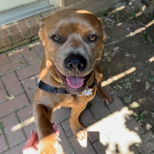 Bear, Adult Male Pit Bull Terrier