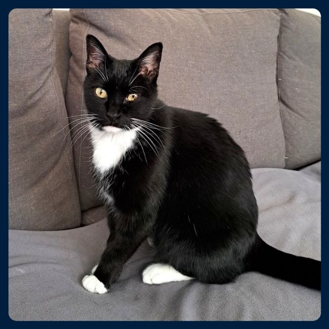 Cat for adoption - Mollie, a Domestic Short Hair Mix in Prescott, AZ ...