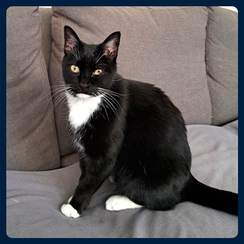 Mollie, an adoptable Domestic Short Hair in Prescott, AZ, 86304 | Photo Image 1