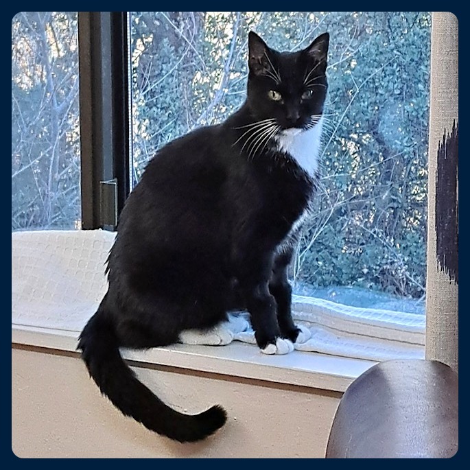Mollie, an adoptable Domestic Short Hair in Prescott, AZ, 86304 | Photo Image 2