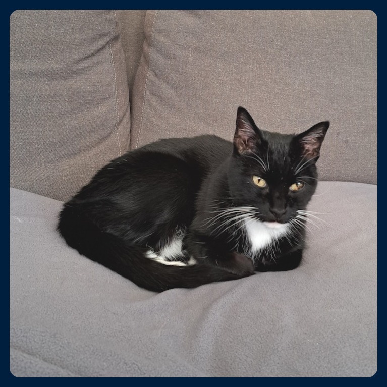 Mollie, an adoptable Domestic Short Hair in Prescott, AZ, 86304 | Photo Image 4