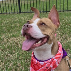 Ginger, Adult Female Mixed Breed