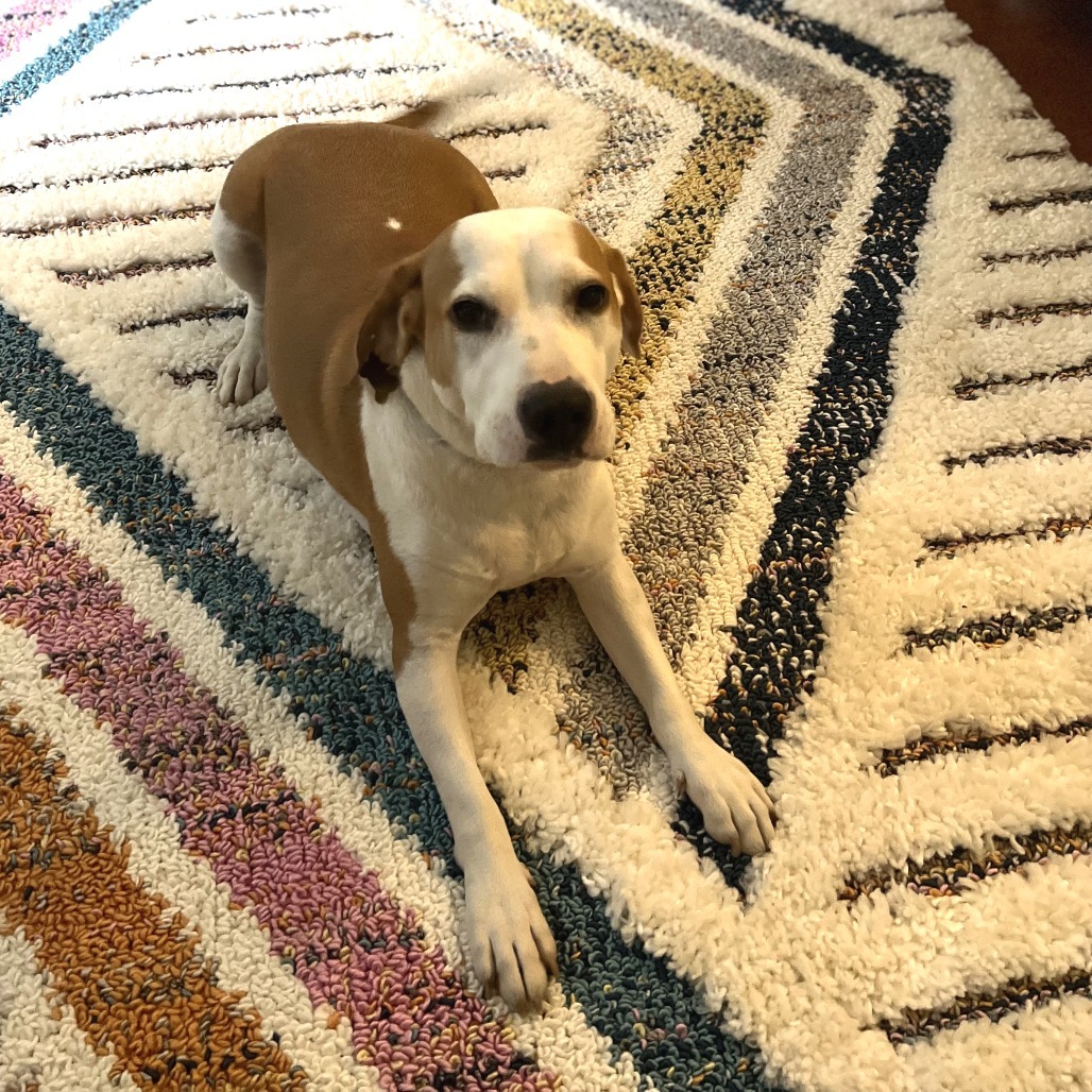 Augie