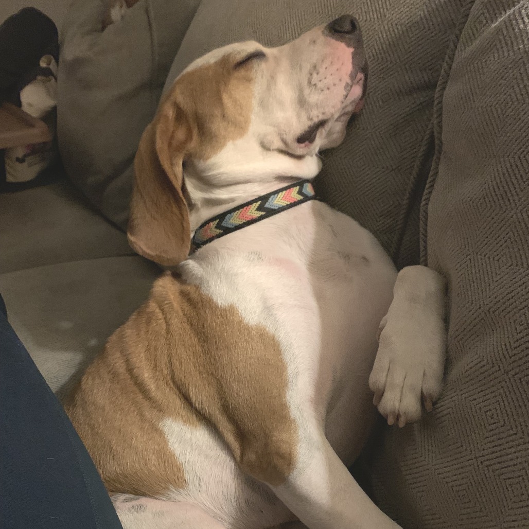Augie