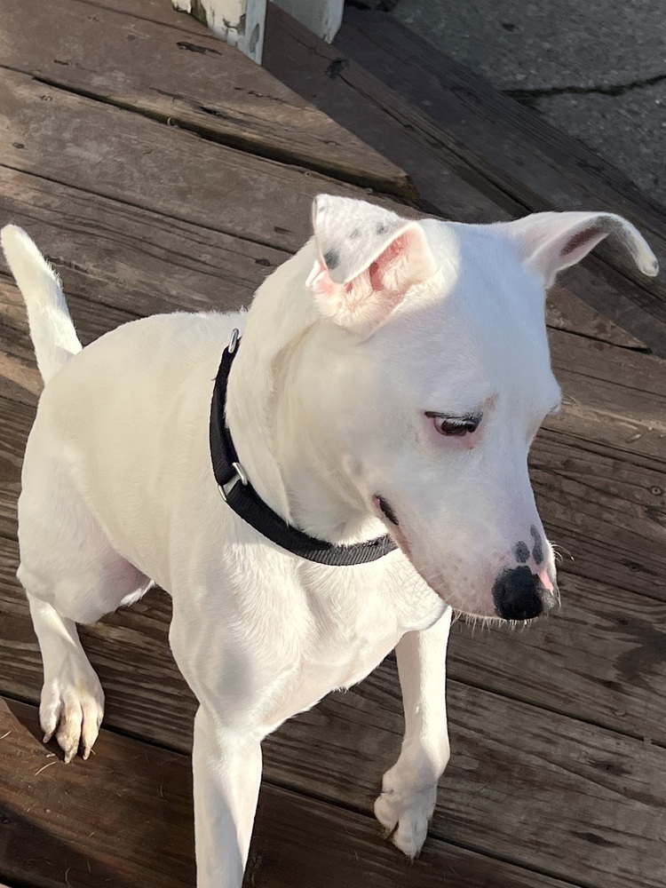 Nova