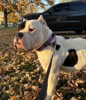 Bruno Mars, Adult Male American Bulldog