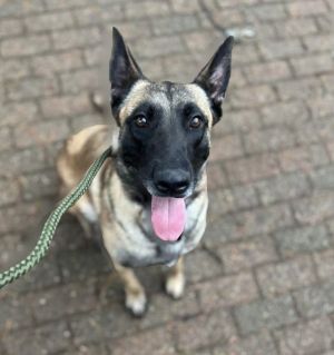Samgirl, Adult Female Belgian Shepherd / Malinois
