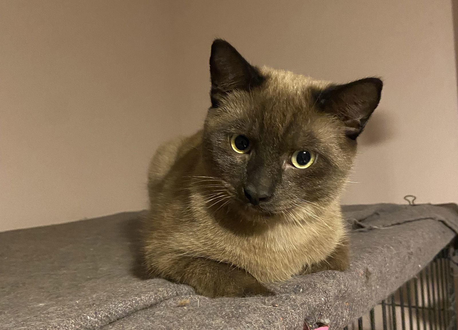 Ming, an adoptable Burmese in Markham, ON, L3R 9A8 | Photo Image 1