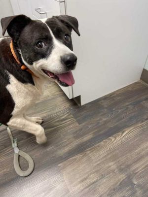 Shirley, Senior Female Pit Bull Terrier