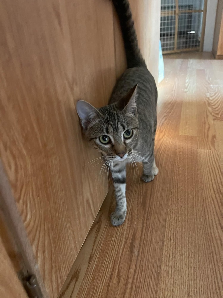 Jalapeno