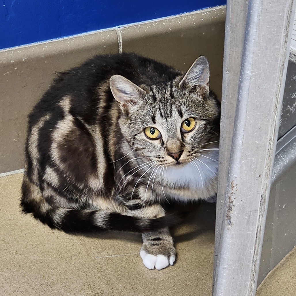 Tolstoy, an adoptable Domestic Short Hair in Wickenburg, AZ, 85390 | Photo Image 1