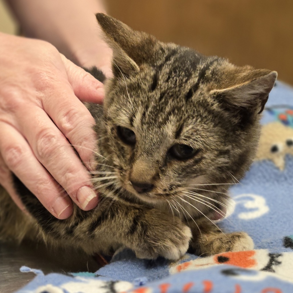 Tolstoy, an adoptable Domestic Short Hair in Wickenburg, AZ, 85390 | Photo Image 2
