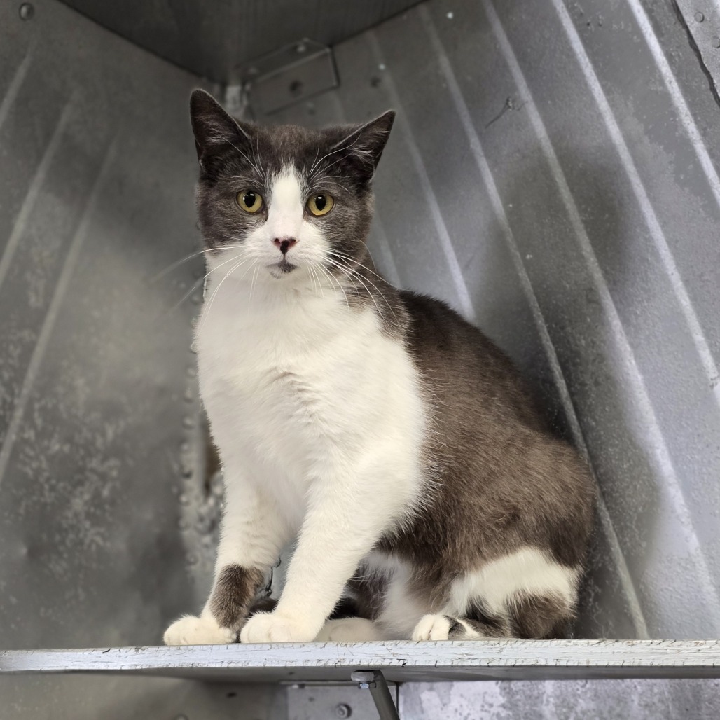 Dickens, an adoptable Domestic Short Hair in Wickenburg, AZ, 85390 | Photo Image 1